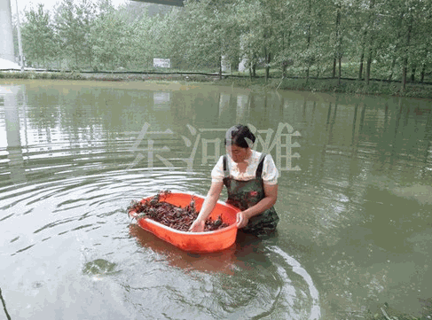 宏盛淡水龍蝦