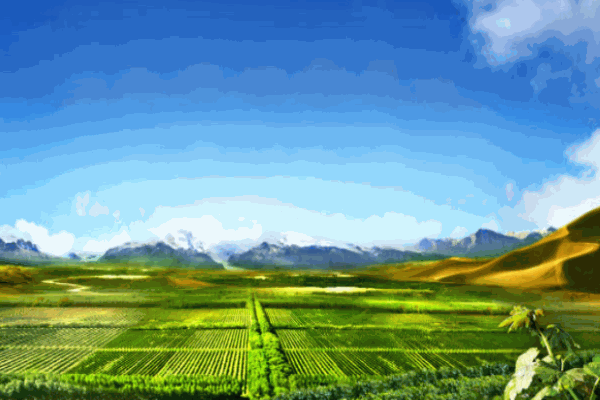 威龍有機(jī)葡萄酒