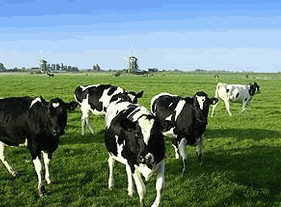 博農(nóng)乳業(yè)