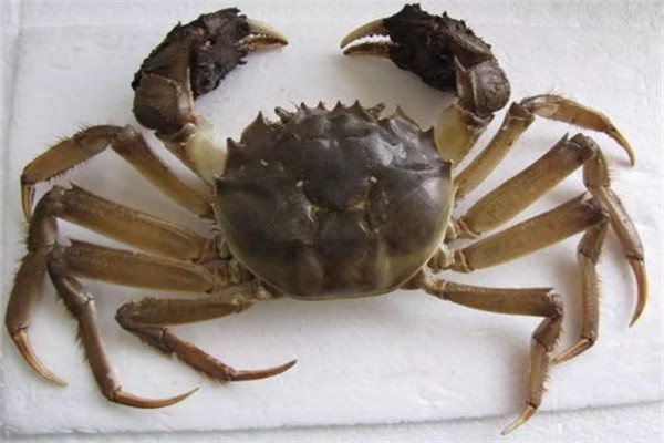 蟹王閣陽(yáng)澄湖大閘蟹