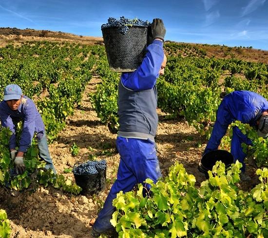 阿旺達(dá)紅酒