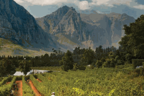 吉利思保葡萄酒