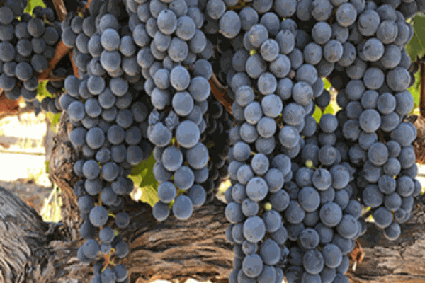 吉利思保葡萄酒