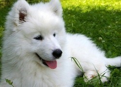 渾南寵物醫(yī)院