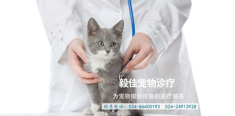 渾南寵物醫(yī)院