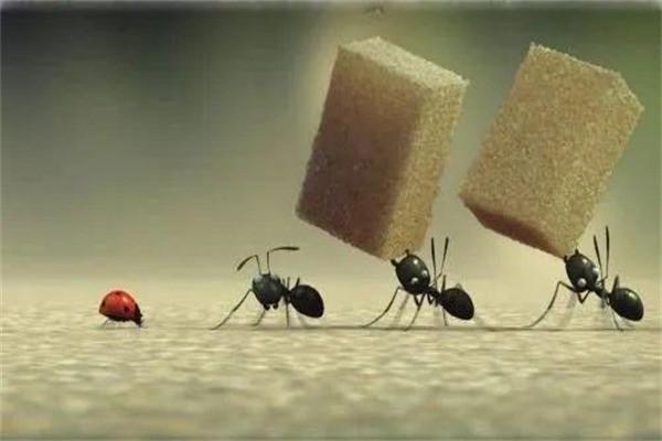 螞蟻網(wǎng)絡(luò)