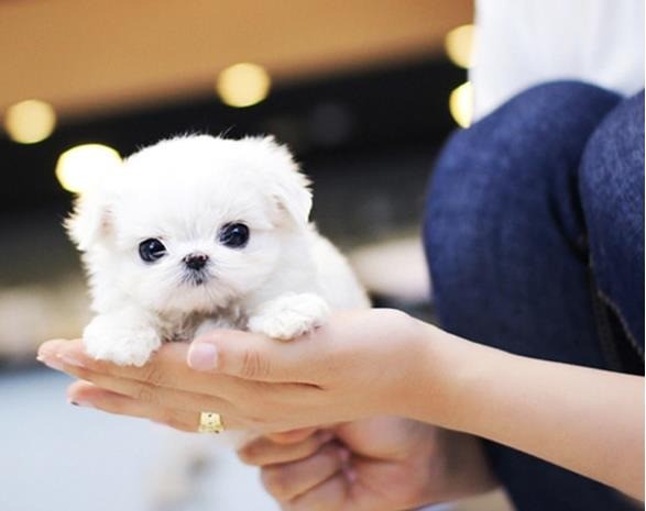 韓國(guó)文錫寵物美容學(xué)校