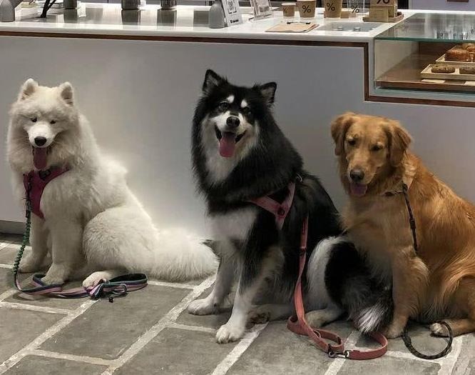 韓國(guó)文錫寵物美容學(xué)校