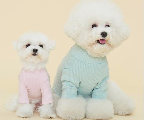 韓國(guó)文錫寵物美容學(xué)校