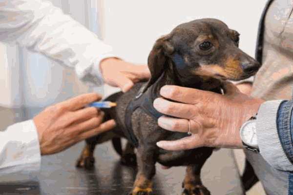 小伙伴寵物醫(yī)院