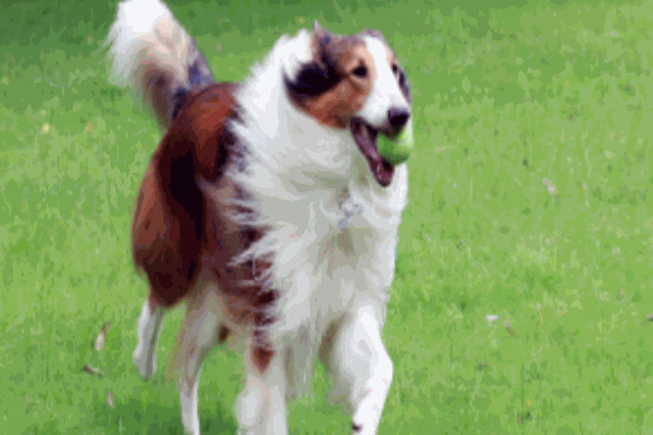 小伙伴寵物醫(yī)院