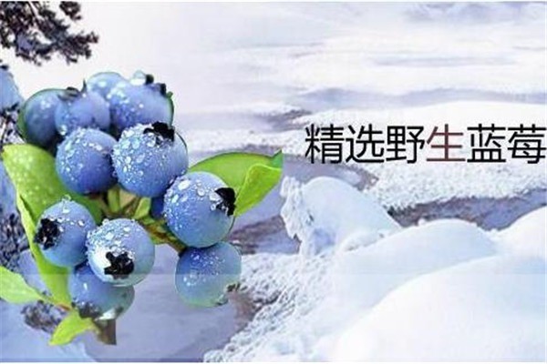 北極藍(lán)莓保健