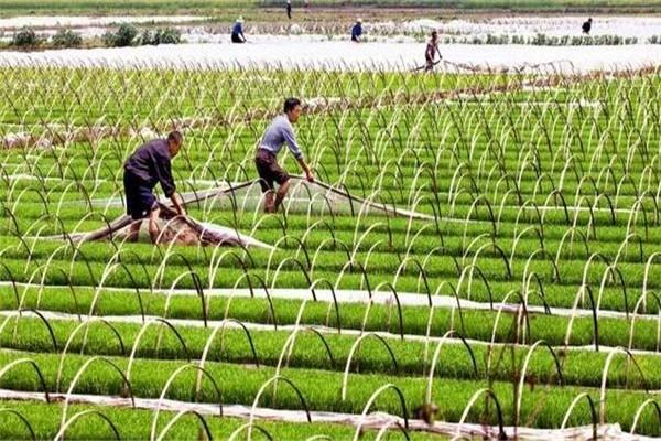 久月農(nóng)業(yè)