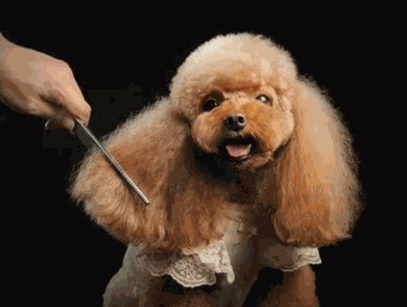 萌芝寵寵物美容