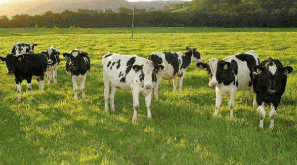 康倍萊乳業(yè)