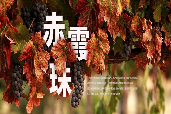 紐慕進(jìn)口紅酒