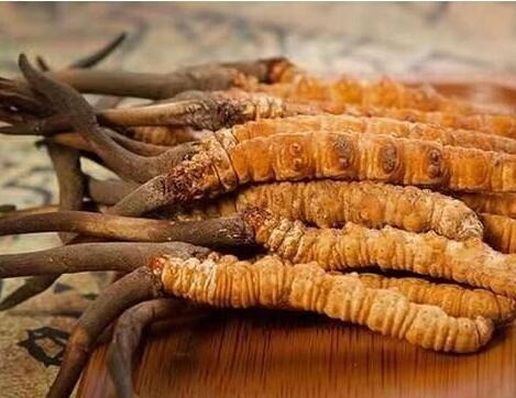 索朗頓珠冬蟲夏草