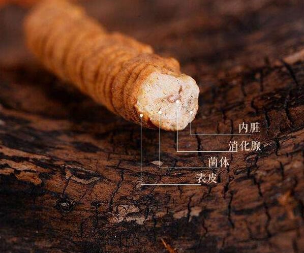 索朗頓珠冬蟲夏草