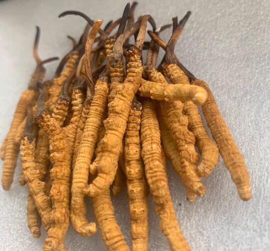 索朗頓珠冬蟲夏草