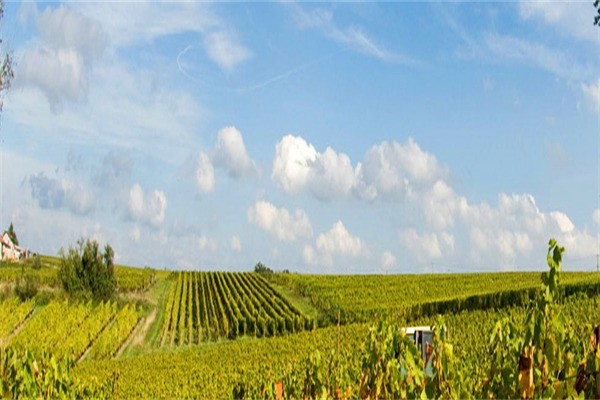 柏翠思酒業(yè)