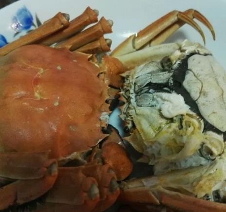 聞陽(yáng)大閘蟹