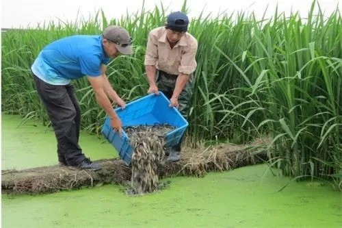 華中鑫農(nóng)螃蟹養(yǎng)殖