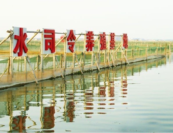 水司令陽澄湖大閘蟹