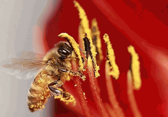 蜜蜂部落蜂產(chǎn)品