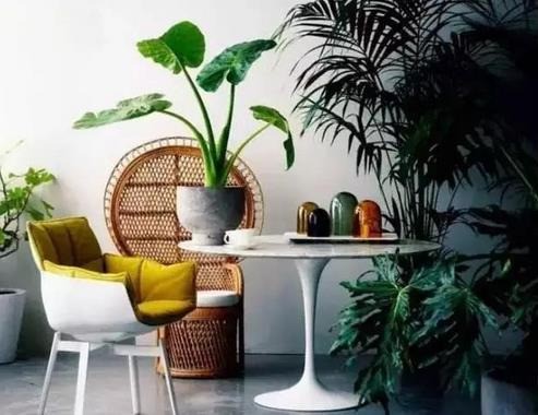 綠居然室內(nèi)空氣治理