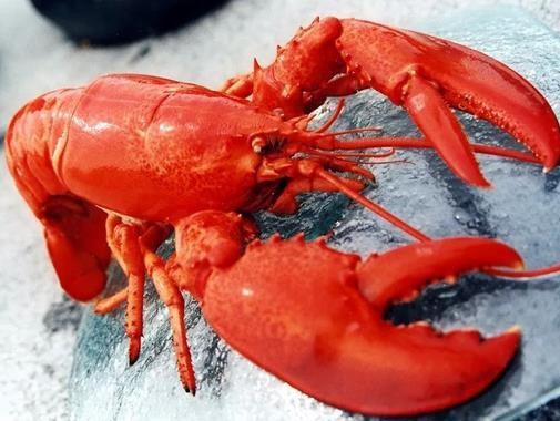 紅象龍蝦
