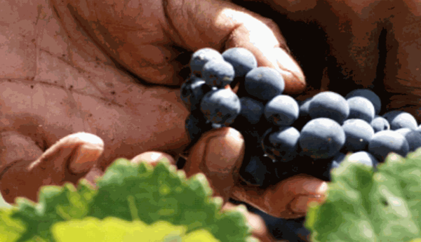 藍(lán)奧葡萄酒