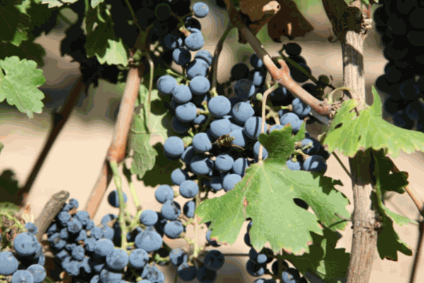 賀蘭山葡萄釀酒