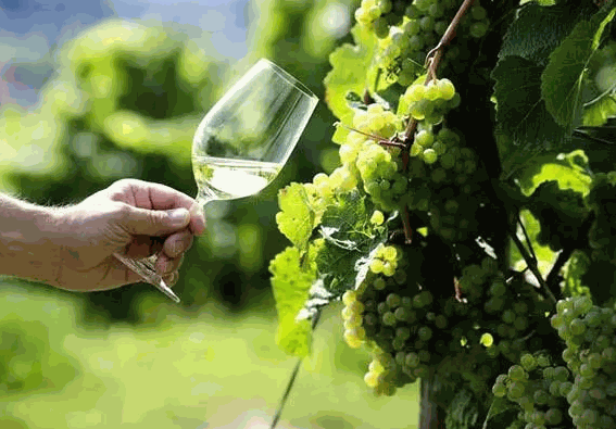 瑪萊圖古堡葡萄酒