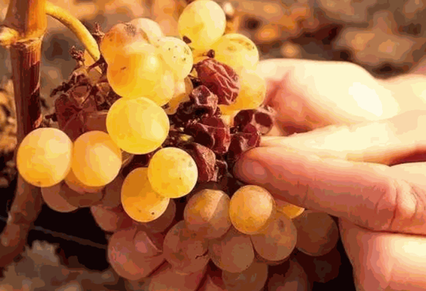 瑪拉農(nóng)葡萄酒