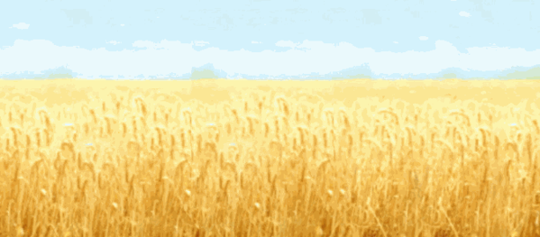 舒克曼調(diào)味品