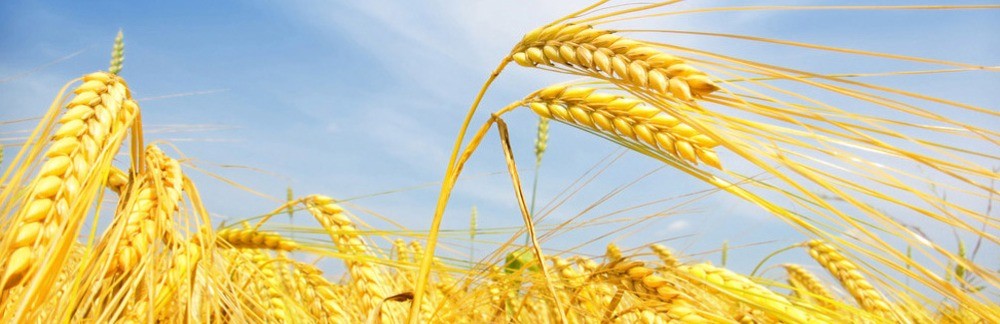 金麥香機(jī)械