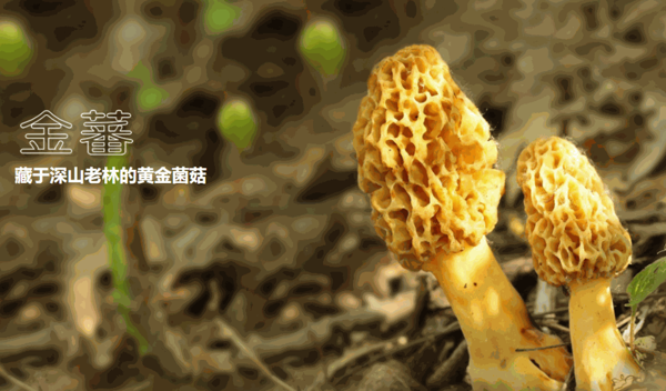 番薯藤生鮮蔬菜