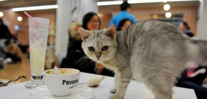 寵物咖啡店