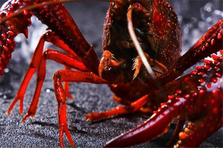 瘋狂的龍蝦