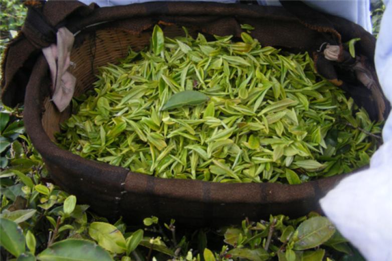 綠騰生態(tài)名茶