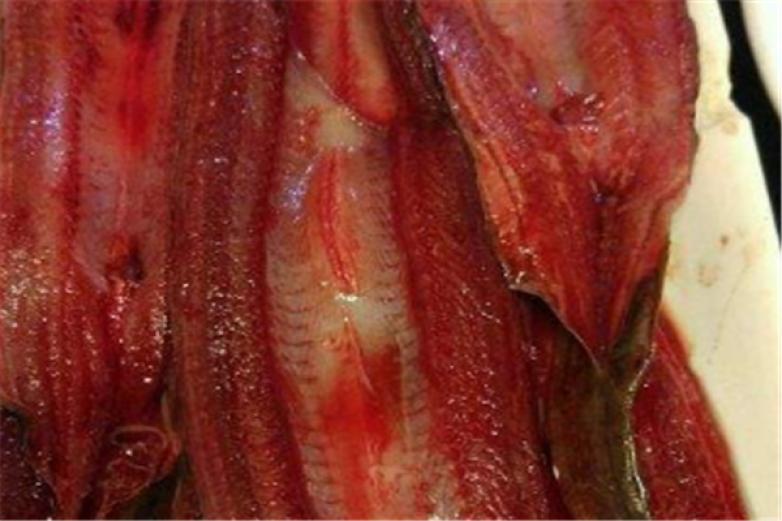 鵝腸王鱔魚