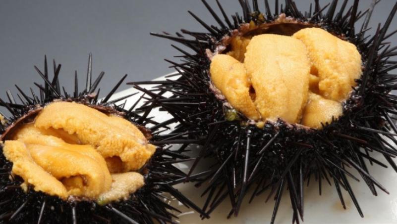 鮮尊海膽?zhàn)Q鈍