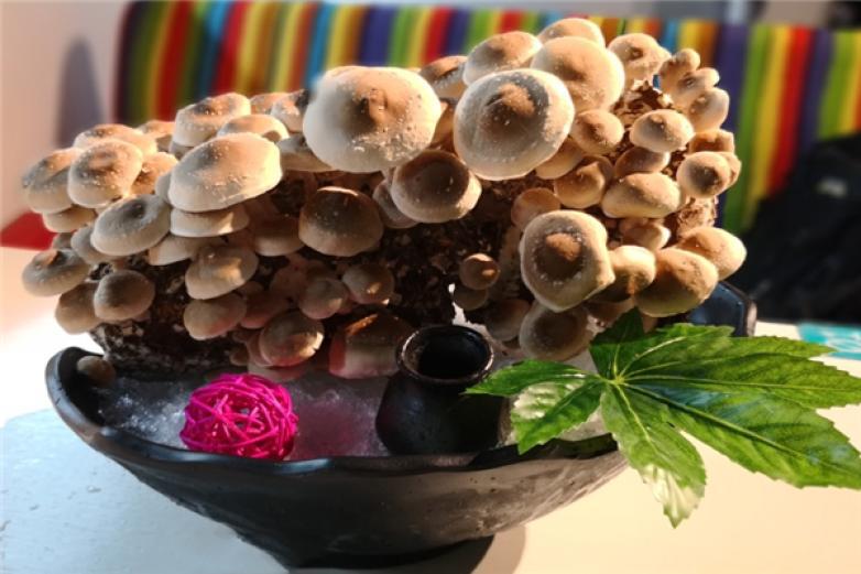 下江楠火鍋牛腩料理