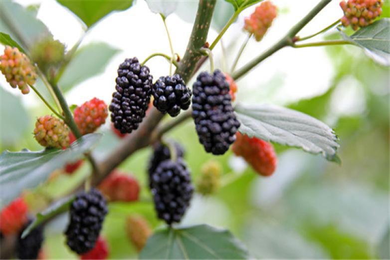 翰爾斯貝桑椹酒