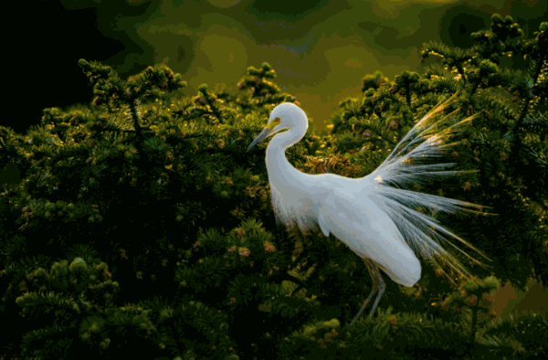 普迪雅天使攝影彩擴(kuò)