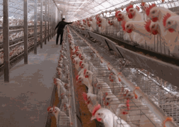 溫氏集團養(yǎng)雞