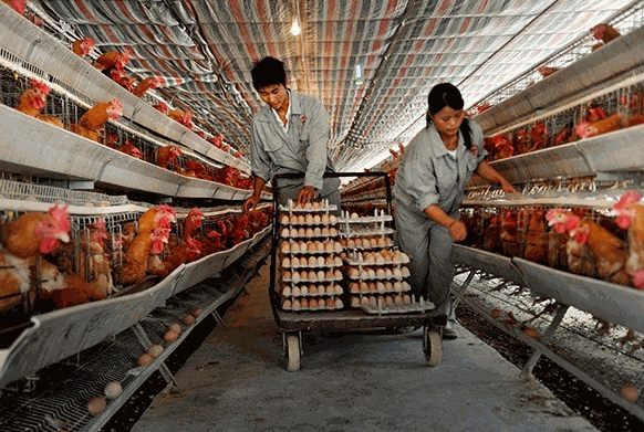 溫氏集團養(yǎng)雞