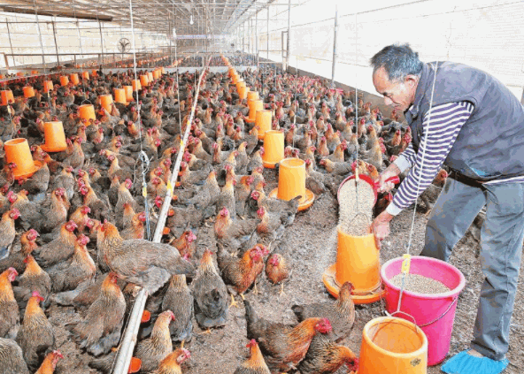 溫氏集團養(yǎng)雞