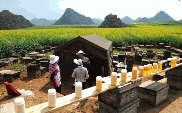 云南華聯(lián)蜂業(yè)