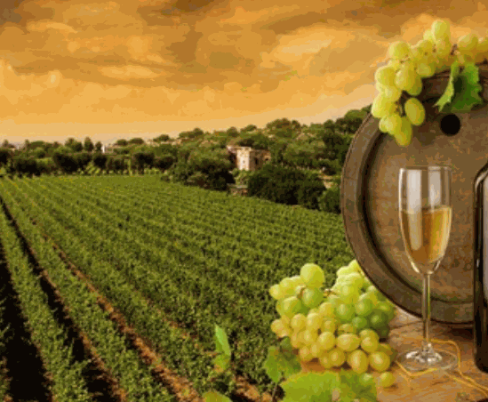 東方明珠法國(guó)葡萄酒